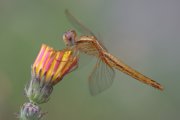 Feuerlibelle - Crocothemis erythraea - Weibchen