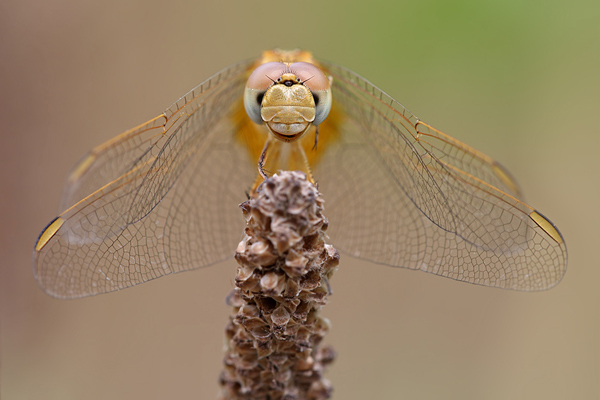 Feuerlibelle - Crocothemis erythraea 