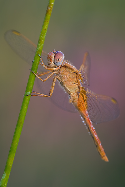 Feuerlibelle - Crocothemis erythraea - Junges Maennchen