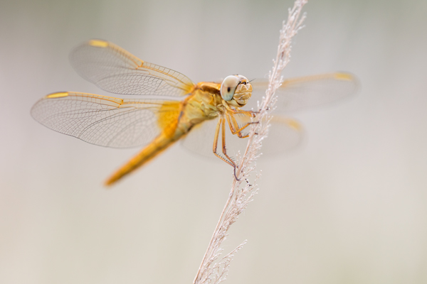 Feuerlibelle - Crocothemis erythraea, Maennchen, Weibchen, Segellibellen, Sachsen, Sachsen-Anhalt, Libelluloidea, Sympetrinae, Odonata, Paatrungsrad, Tandem, Großlibellen, Crocothemis, Anisoptera