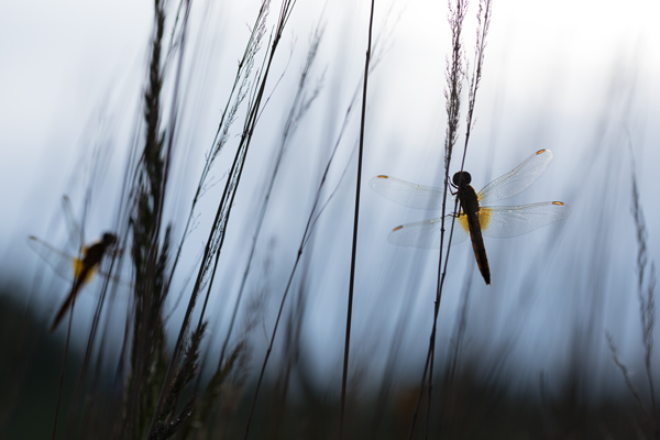 Feuerlibelle - Crocothemis erythraea, Maennchen, Weibchen, Segellibellen, Sachsen, Sachsen-Anhalt, Libelluloidea, Sympetrinae, Odonata, Paatrungsrad, Tandem, Großlibellen, Crocothemis, Anisoptera