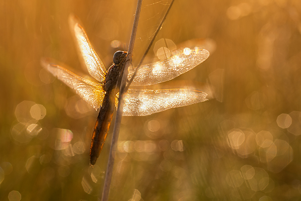 Feuerlibelle - Crocothemis erythraea 