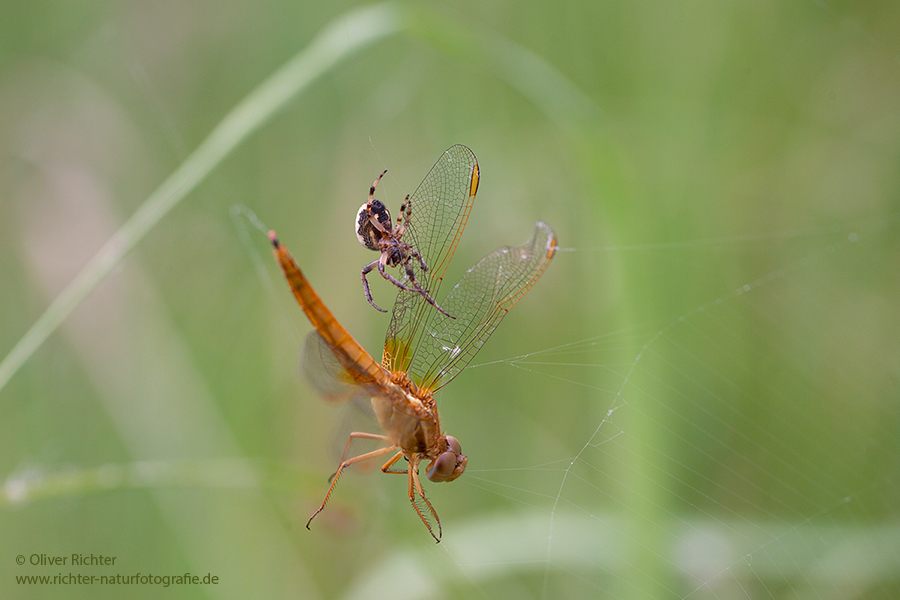 Feuerlibelle - Crocothemis erythraea 