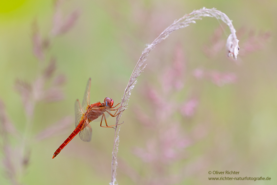 Feuerlibelle - Crocothemis erythraea, Maennchen, Weibchen, Segellibellen, Sachsen, Sachsen-Anhalt, Libelluloidea, Sympetrinae, Odonata, Paatrungsrad, Tandem, Großlibellen, Crocothemis, Anisoptera
