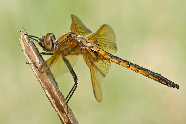 Zweifleck - Epitheca bimaculata - Männchen
