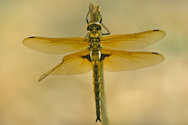Zweifleck - Epitheca bimaculata - Maennchen mit deformiertem Hinterflügel