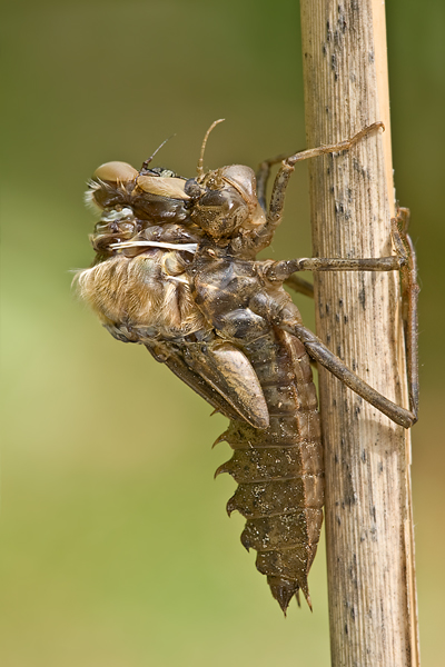 Zweifleck - Epitheca bimaculata - Letzte Haeutung