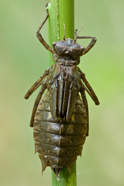 Larve des Zweifleck - Epitheca bimaculata 