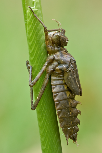 Larve des Zweifleck - Epitheca bimaculata 