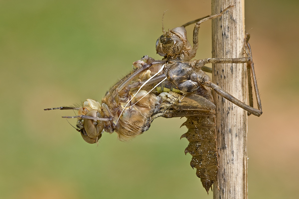 Zweifleck - Epitheca bimaculata - Letzte Haeutung