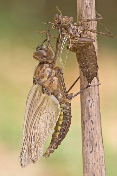 Zweifleck - Epitheca bimaculata - Letzte Haeutung