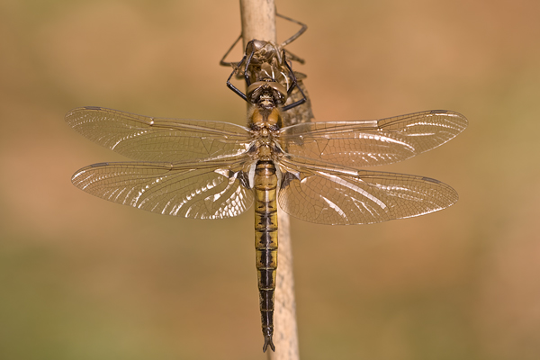 Zweifleck - Epitheca bimaculata - kurz vor dem Jungfernflug