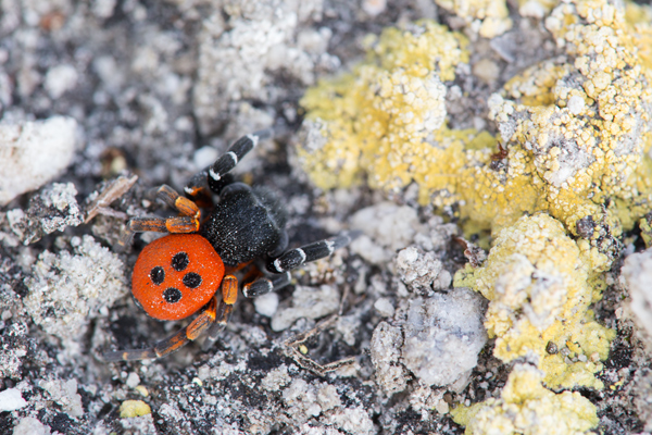 Rote Roehrenspinne Eresus kollari , Roehrenspinne, Spinne, Spinnen, Webspinnen, Eresus, Thueringen