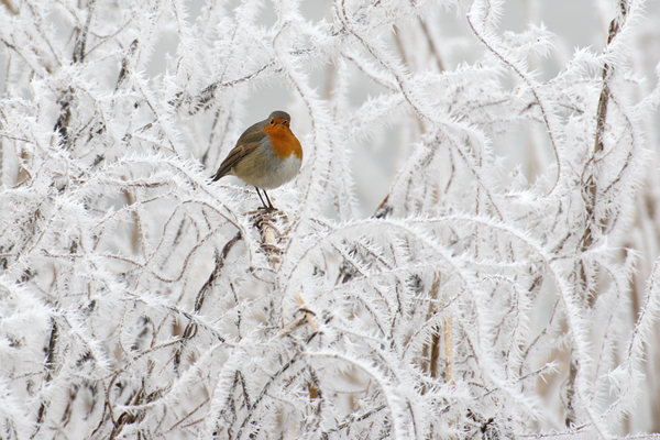 Rotkehlchen - Erithacus rubecula