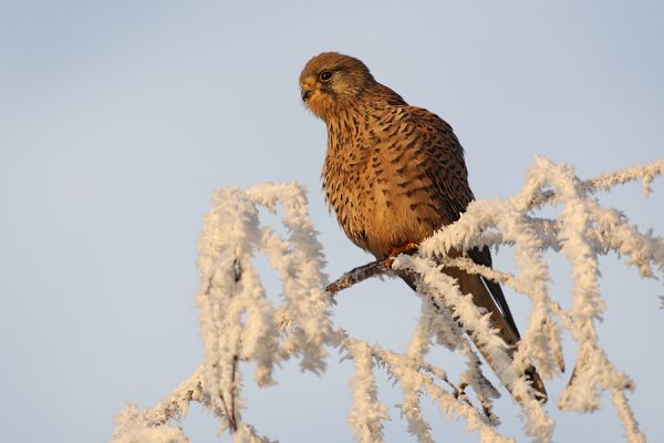 Turmfalke - Falco tinnunculus - Weibchen