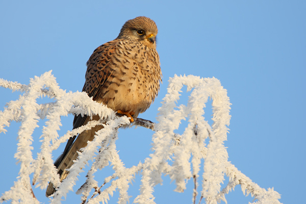 Turmfalke - Falco tinnunculus - Weibchen