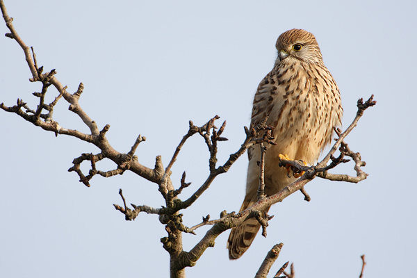 Turmfalke - Falco tinnunculus - Weibchen