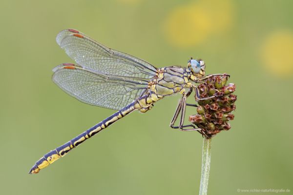Westliche Keiljungfer - Gomphus pulchellus Keiljungfern Gomphiden Großlibellen Maennchen Libellen Odonata Insekten Thueringen  
