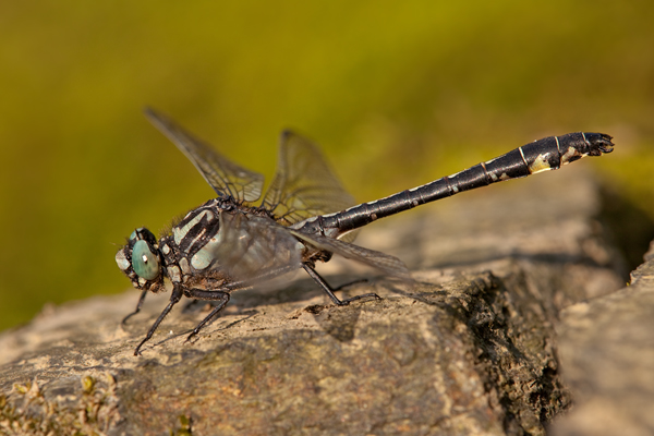 Gemeine Keiljungfer - Gomphus vulgatissimus - Maennchen - Freiberger Mulde Mulde Sachsen Muldental 