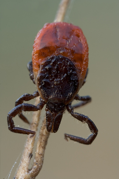 Gemeiner Holzbock - Ixodes ricinus