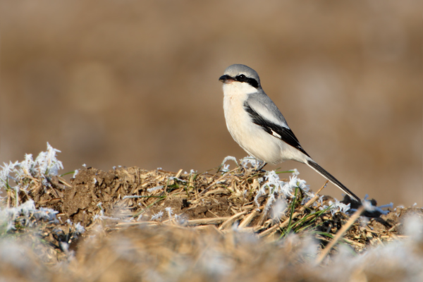 Noerdlicher Raubwuerger (Grauwuerger) - Lanius excubitor - Muldental - Sachsen