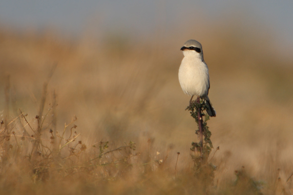 Noerdlicher Raubwuerger (Grauwuerger) - Lanius excubitor - Muldental - Sachsen