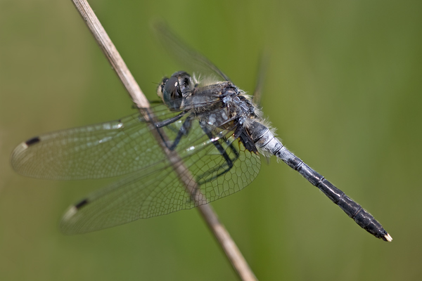 Oestliche Moosjungfer - Leucorrhinia-albifrons - Maennchen - Sachsen - Dahlener Heide