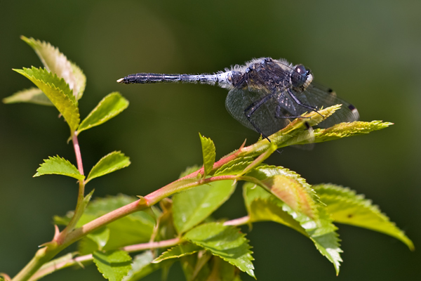 Oestliche Moosjungfer - Leucorrhinia-albifrons - Maennchen - Sachsen - Dahlener Heide