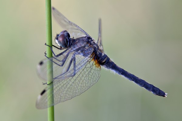 Oestliche Moosjungfer - Leucorrhinia-albifrons Segellibellen Moosjungfer Libellen Odonata Sachsen Großlibellen 