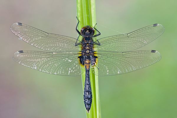 Zierliche Moosjungfer - Leucorrhinia caudalis - junges Maennchen