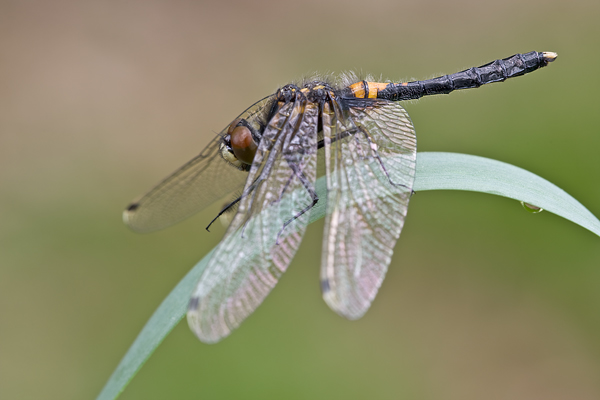 Zierliche Moosjungfer - Leucorrhinia caudalis - junges Maennchen