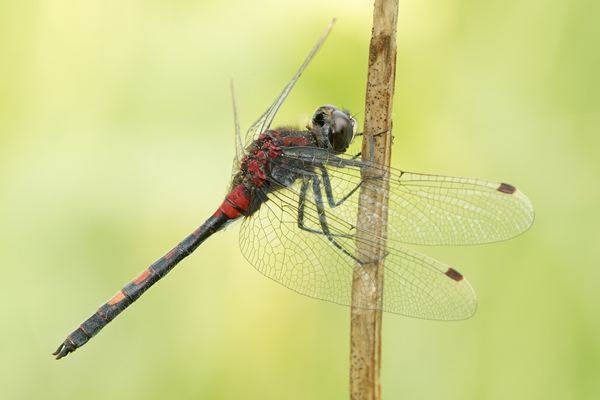 Kleine Moosjungfer - Leucorrhinia dubia Maennchen dubia Mossjungfern Moor Sachsen Heide Dahlener Heide Segellibellen Großlibellen Anisoptera  Leucorrhininae 