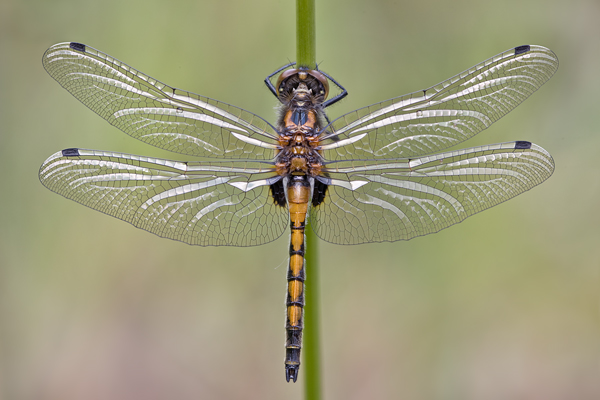 Große Moosjungfer - Leucorrhinia pectoralis - junges Maennchen