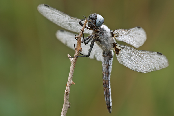 Spitzenfleck - Libellula fulva - Maennchen