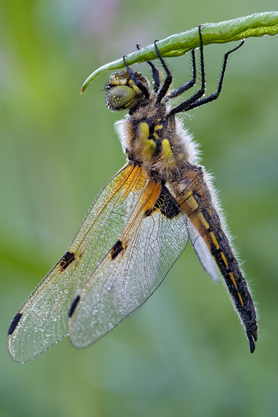 Vierfleck - Libellula quadrimaculata
