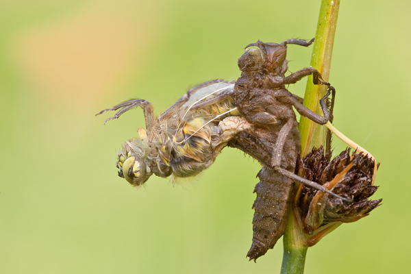 Vierfleck -Libellula quadrimaculata - Letzte Haeutung 
