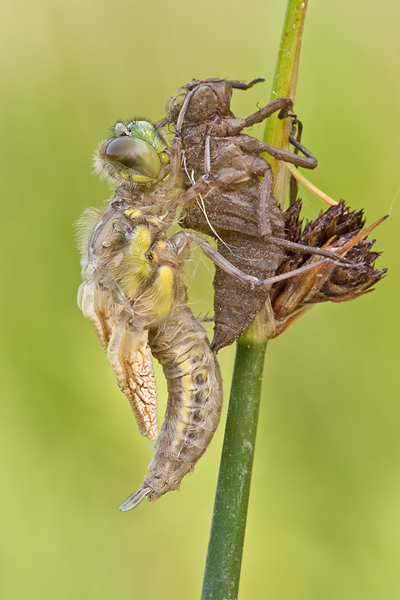 Vierfleck -Libellula quadrimaculata - Letzte Haeutung 