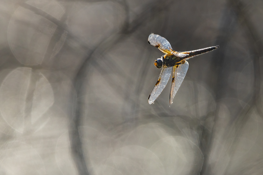 Vierfleck -Libellula quadrimaculata, Grimma, Sachsen, Muldental, richter-naturfotografie.de