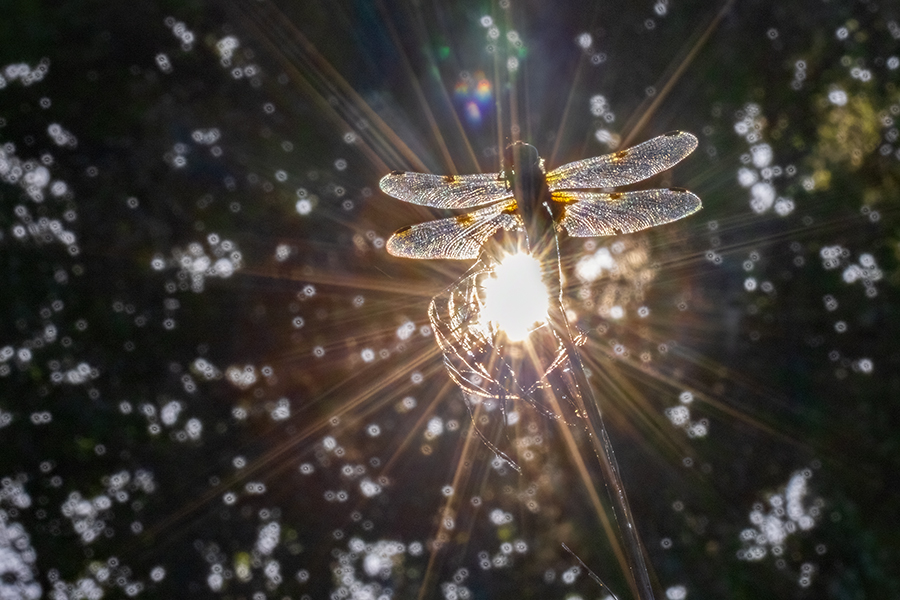 Vierfleck -Libellula quadrimaculata, Grimma, Sachsen, Muldental, richter-naturfotografie.de