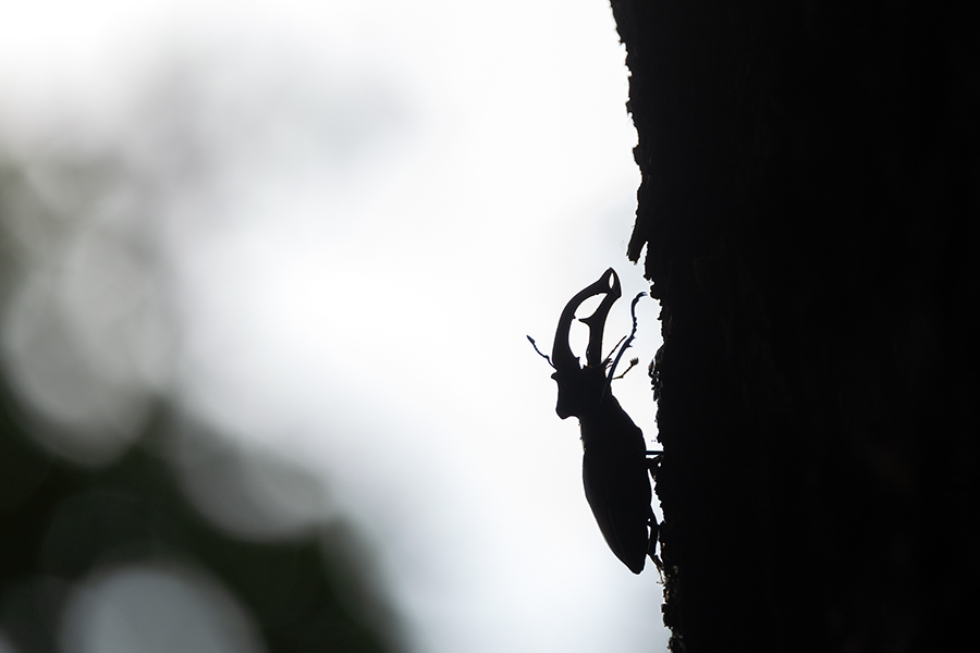 Hornschroeter, Feuerschroeter oder Donnergugi, Hirschkaefer - Lucanus cervus, Lucanidae, Coleoptera, Insecta, Insekten, Larve, Ei, Daemmerung, Schwaermer, Schwaermen