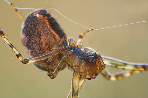Herbsspinne - Metellina segmentata