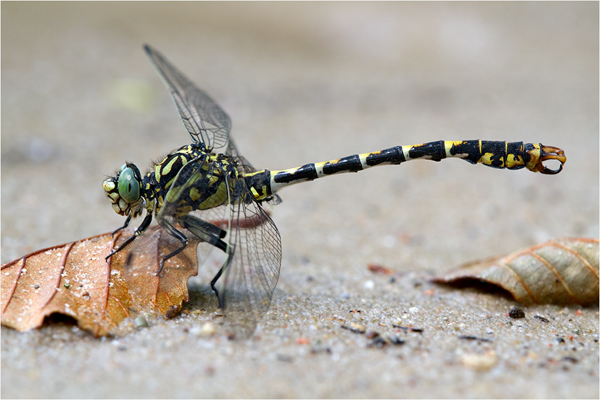 Kleine Zangenlibelle - Onychogomphus forcipatus - Maennchen Großlibellen Libellen Brandenburg Odonata Flussjungfern Insekten 
