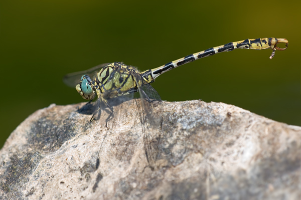 Kleine Zangenlibelle - Onychogomphus forcipatus unguiculatus