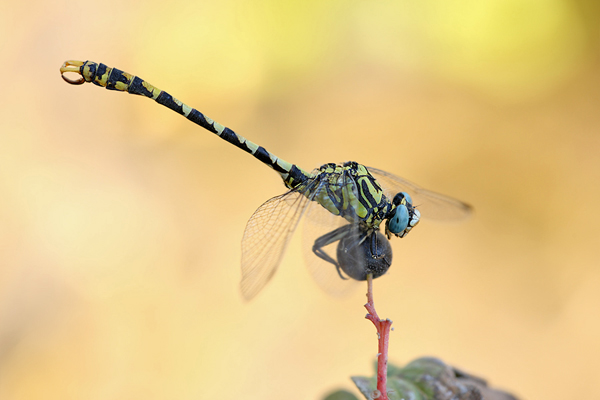 Große Zangenlibelle - Onychogomphus uncatus 