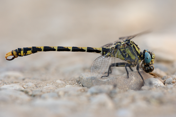 Große Zangenlibelle - Onychogomphus uncatus 