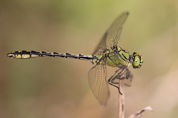 Gruene Flussjungfer - Ophiogomphus cecilia - Männchen (Muldental, Sachsen)
