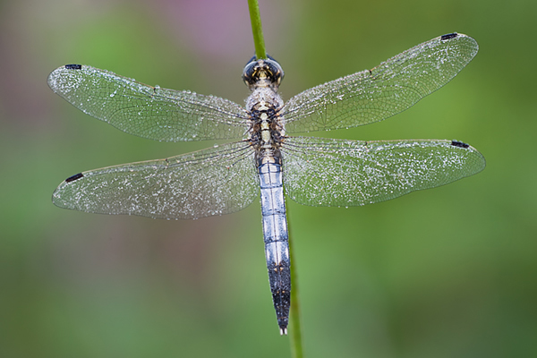 Oestlicher Blaupfeil - Orthetrum albistylum - Maennchen