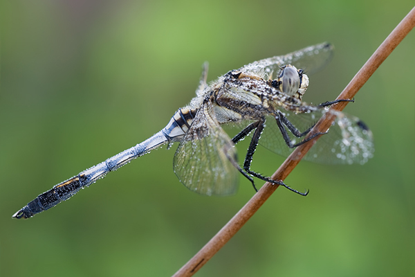 Oestlicher Blaupfeil - Orthetrum albistylum - Maennchen