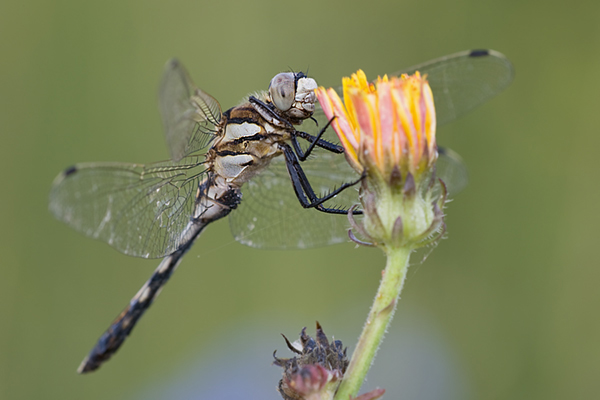 Östlicher Blaupfeil - Orthetrum albistylum -  Junges Maennchen