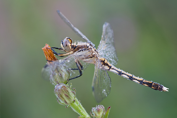 Oestlicher Blaupfeil - Orthetrum albistylum  